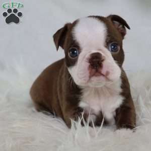 Buster, Boston Terrier Puppy